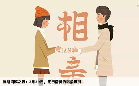 昆明海鸥之春：2月29日，冬日精灵的温柔告别
