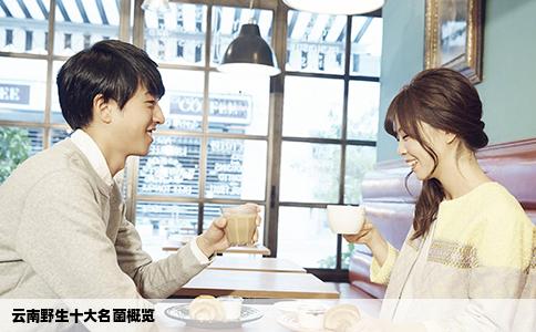 云南野生十大名菌概览